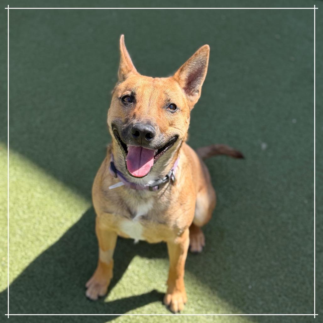 SABRINA, a Adoptable mixed breed in Upland, CA image 4/6