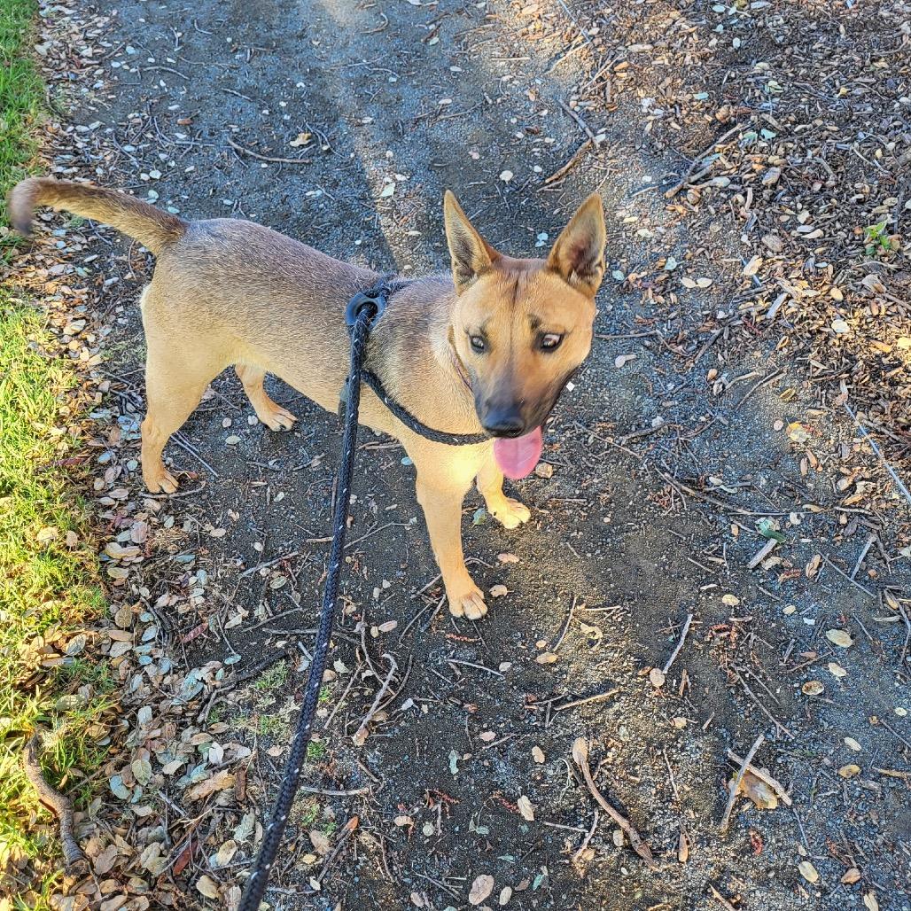 SABRINA, a Adoptable mixed breed in Upland, CA image 5/6