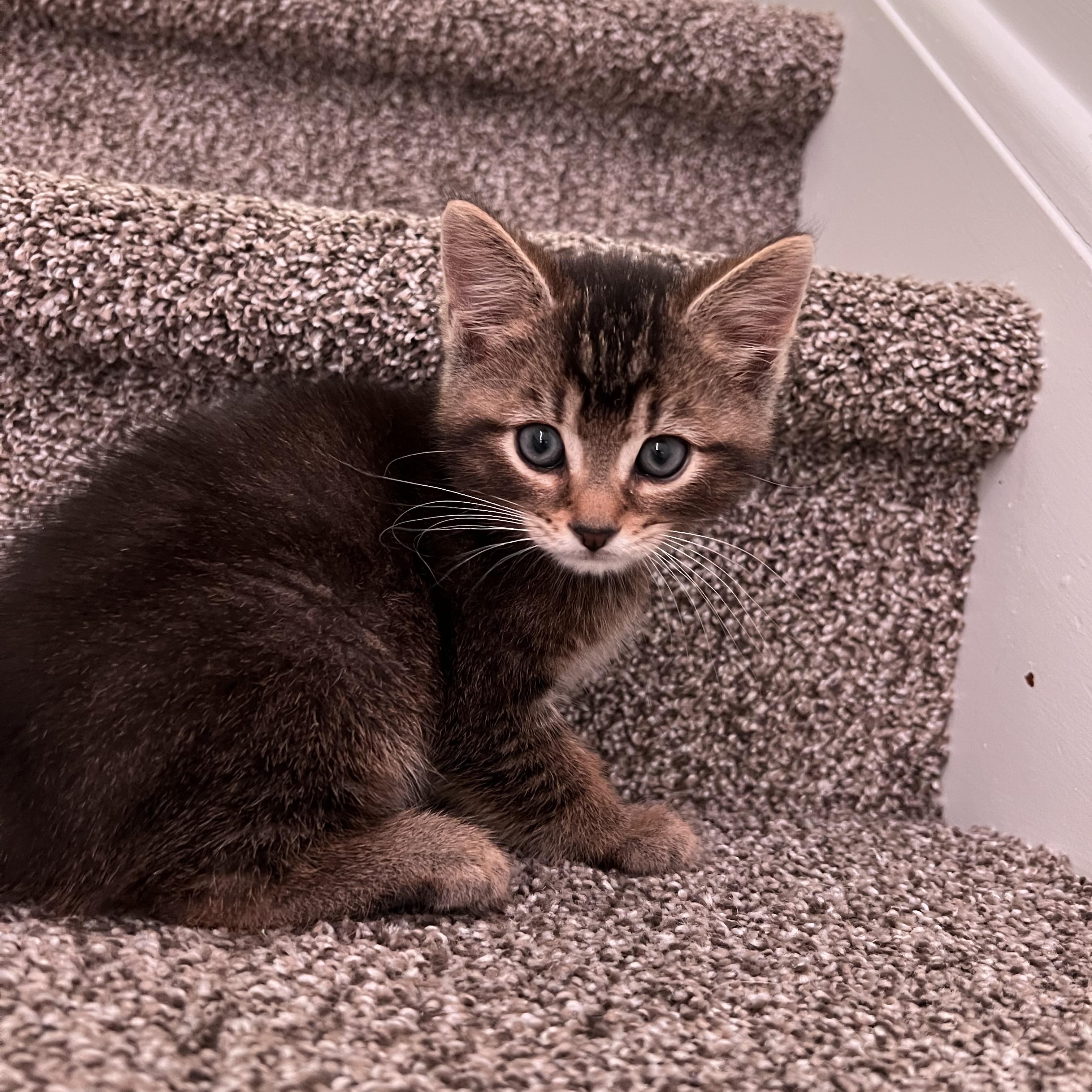 Dr Dinkle, Baby Male Domestic Short Hair