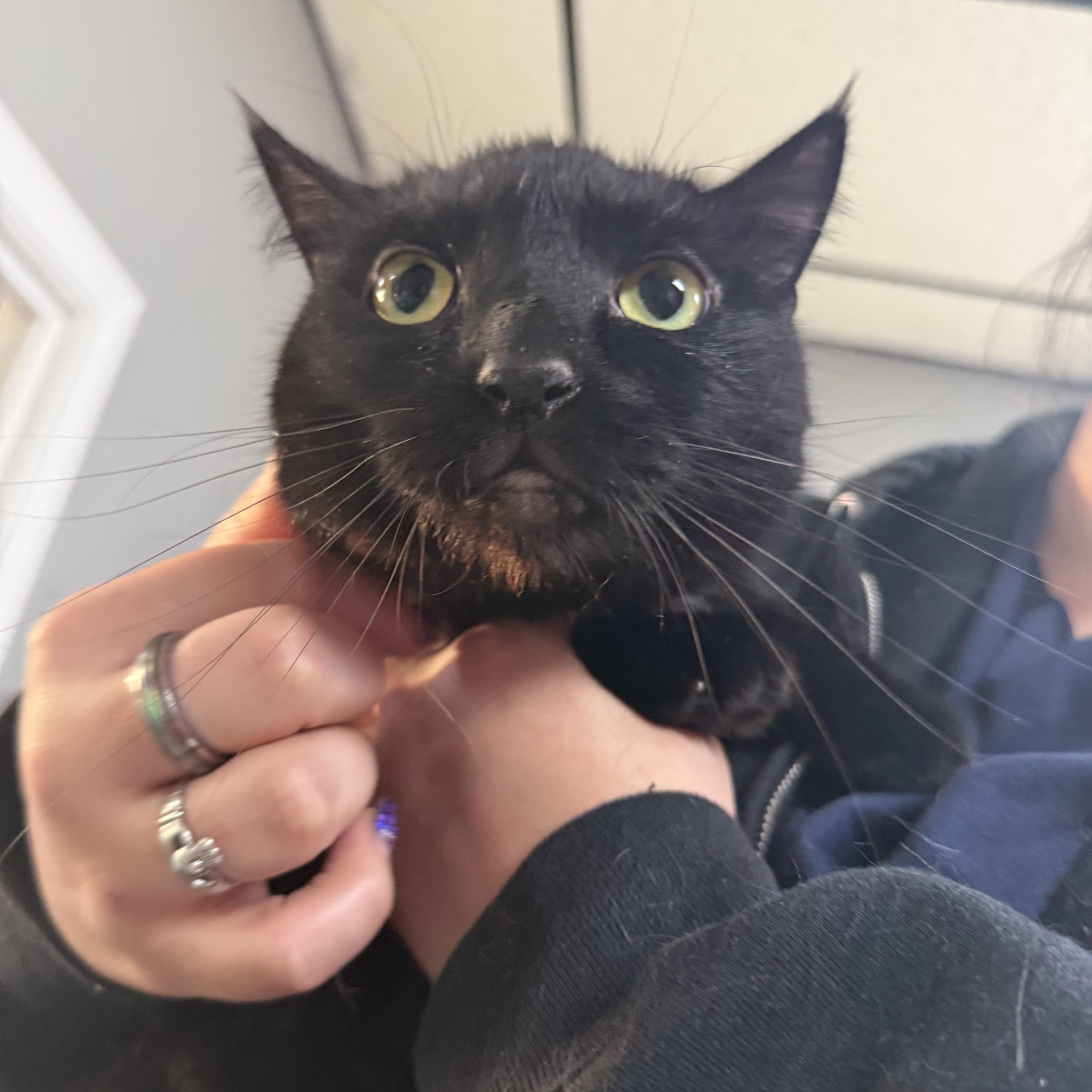 Enlarge Seamus, a Adoptable Domestic Short Hair in Lemont, IL image 2/3