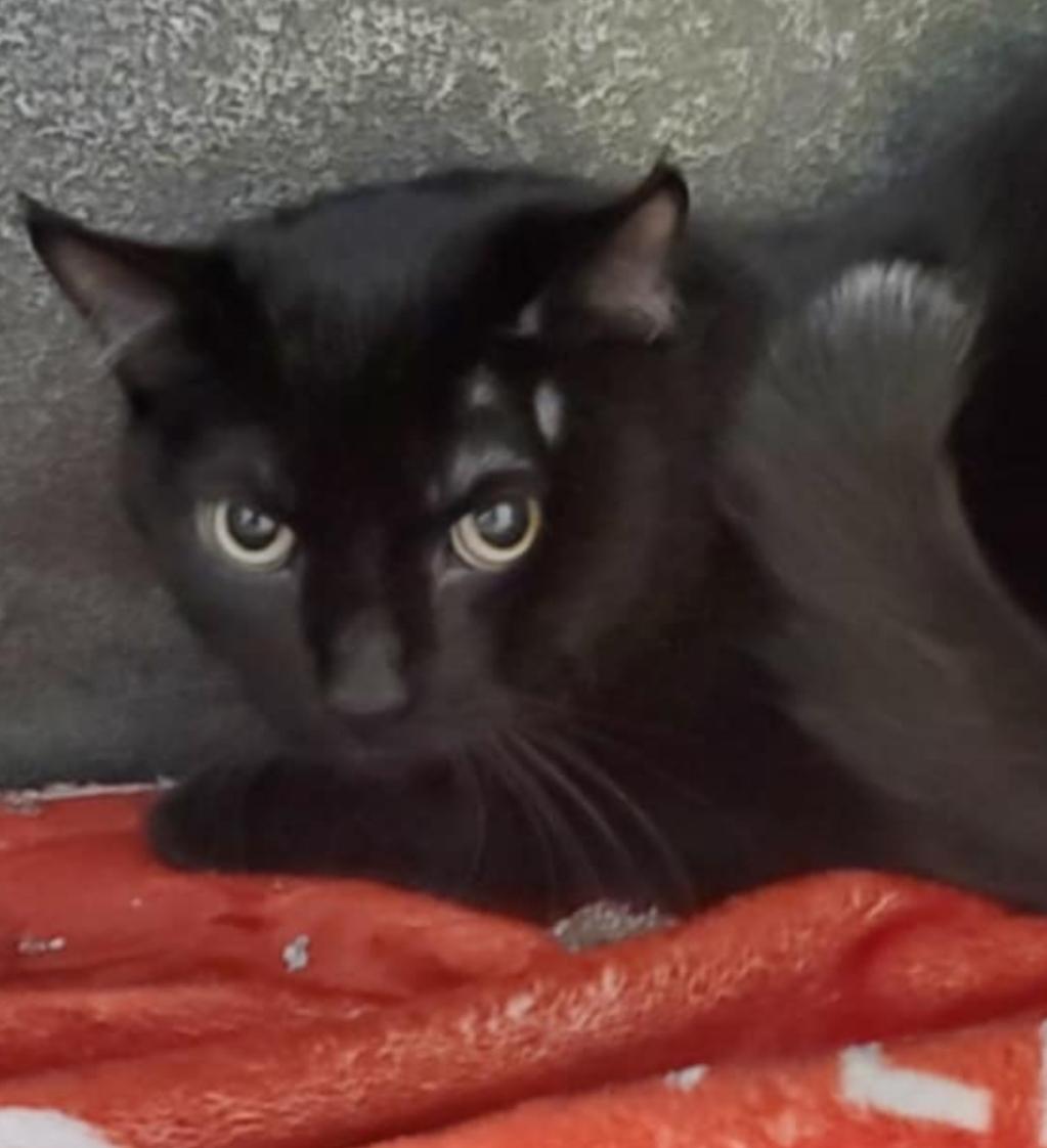 Enlarge Seamus, a Adoptable Domestic Short Hair in Lemont, IL image 2/2