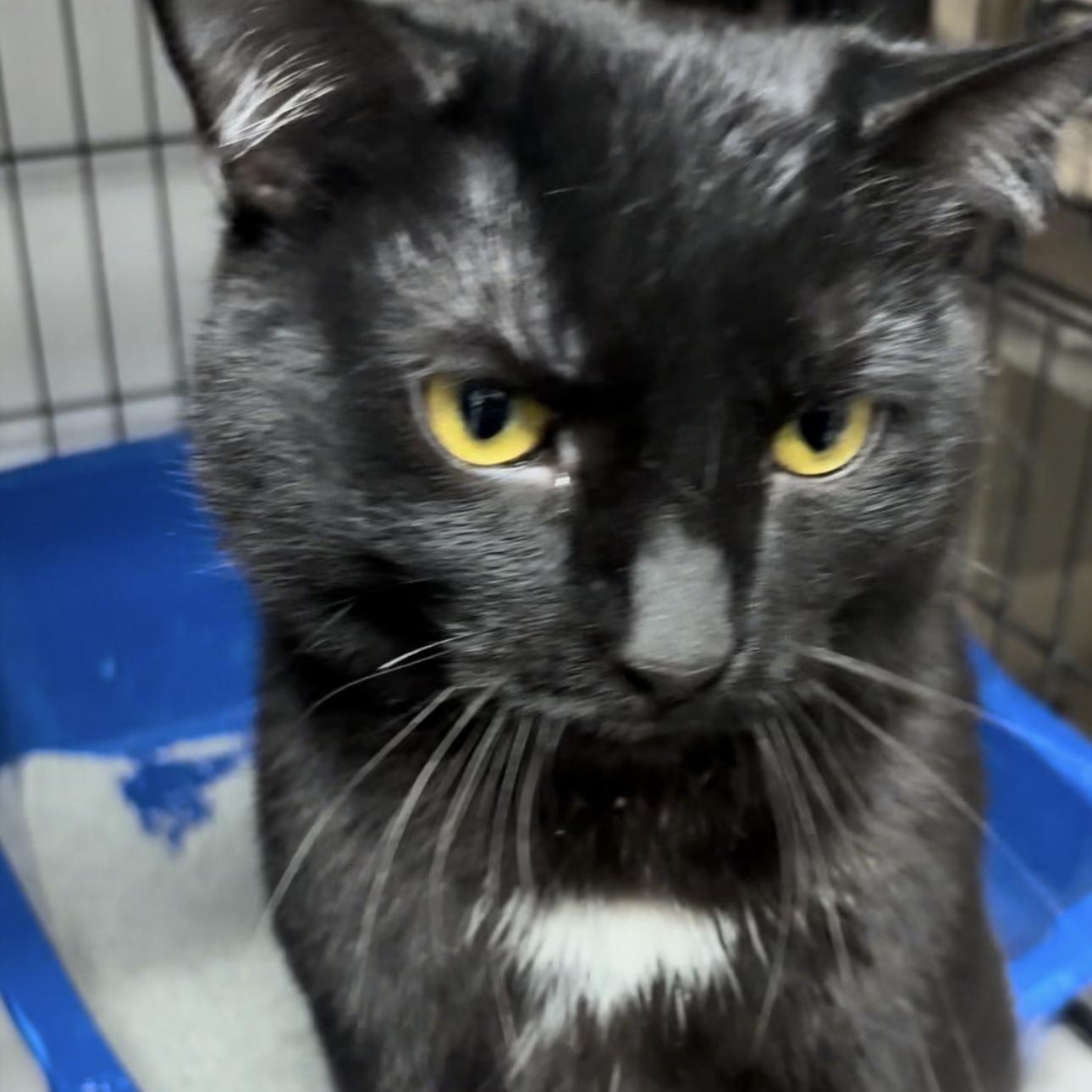 Seamus, Adoptable, Young Male Domestic Short Hair.