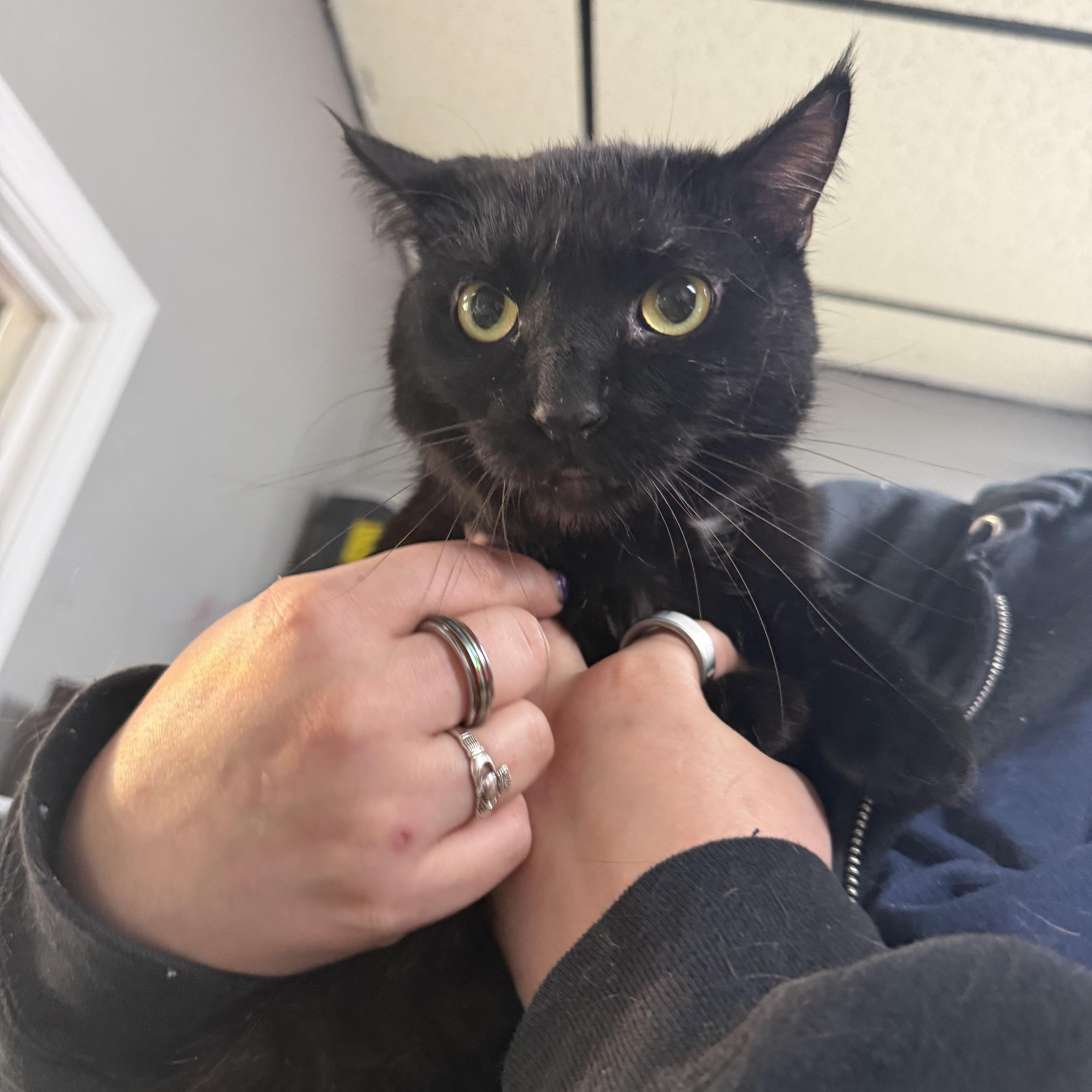 Seamus, Adoptable, Young Male Domestic Short Hair.