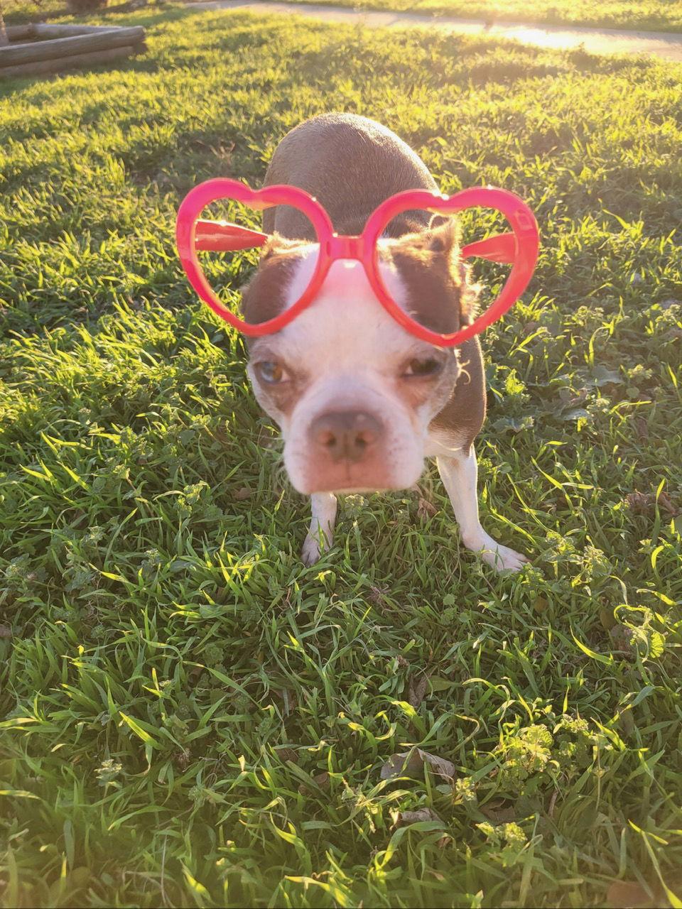 Enlarge Olive, a Adoptable Boston Terrier in Gainesville, TX image 1/3