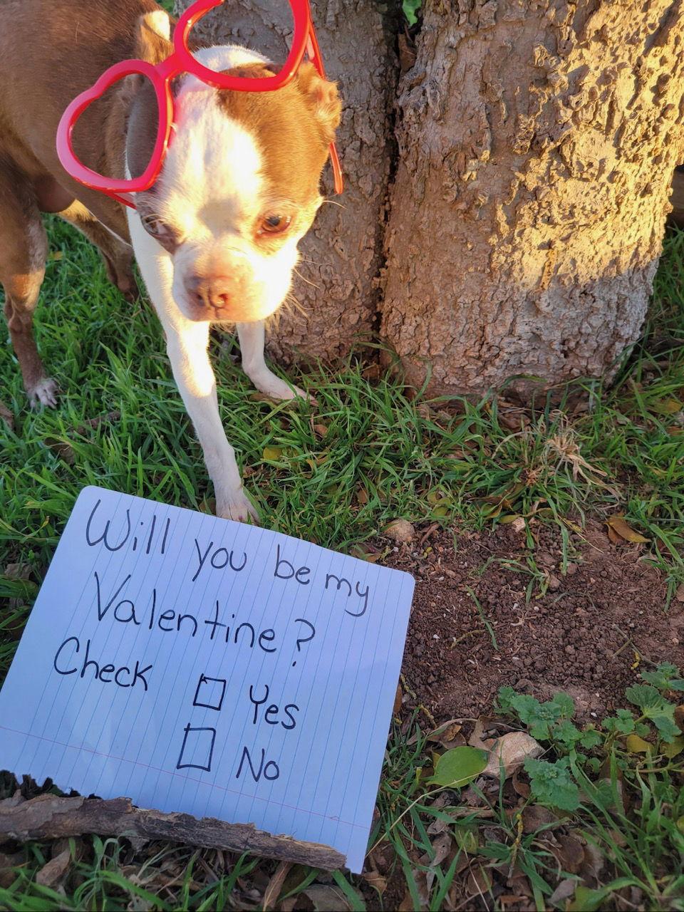 Enlarge Olive, a Adoptable Boston Terrier in Gainesville, TX image 2/3