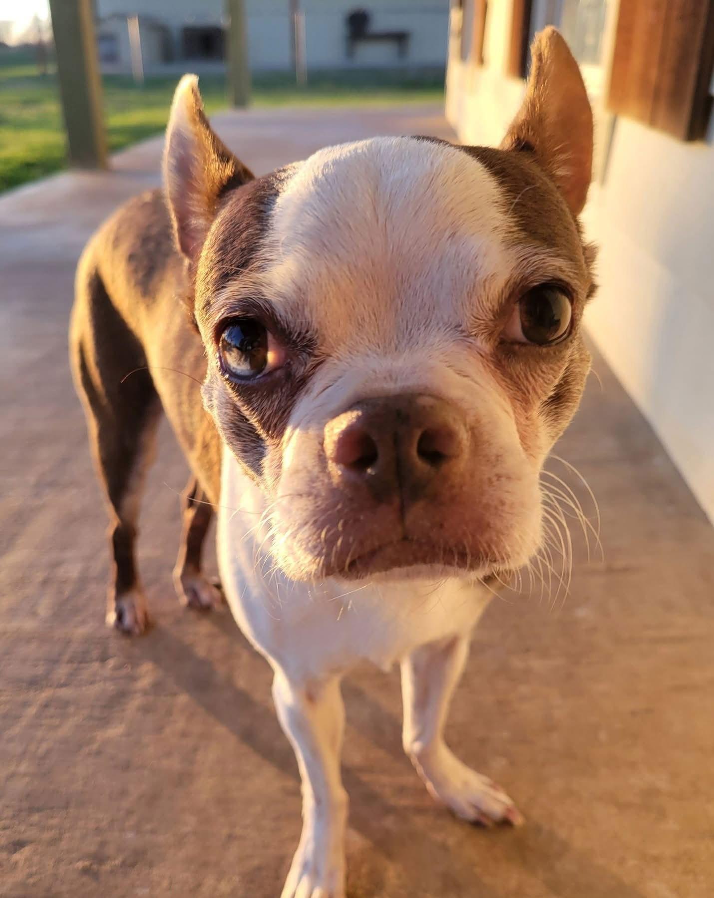 Enlarge Olive, a Adoptable Boston Terrier in Gainesville, TX image 3/3