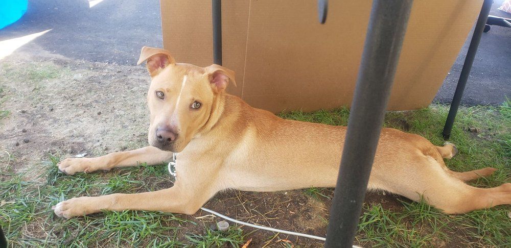 Kane, a Adoptable mixed breed in Minneapolis, MN image 6/8