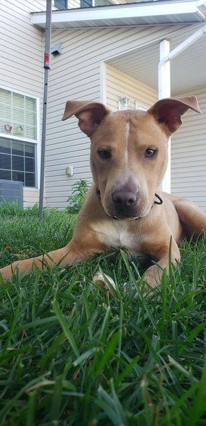 Enlarge Kane, a Adoptable mixed breed in Minneapolis, MN image 7/8