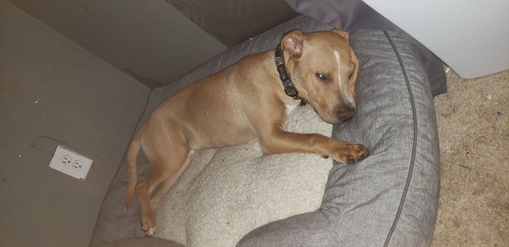 Enlarge Kane, a Adoptable mixed breed in Minneapolis, MN image 8/8