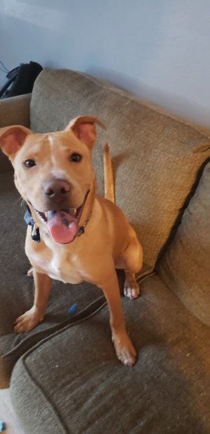 Kane, Adoptable, Adult Male Pit Bull Terrier & Yellow Labrador Retriever.