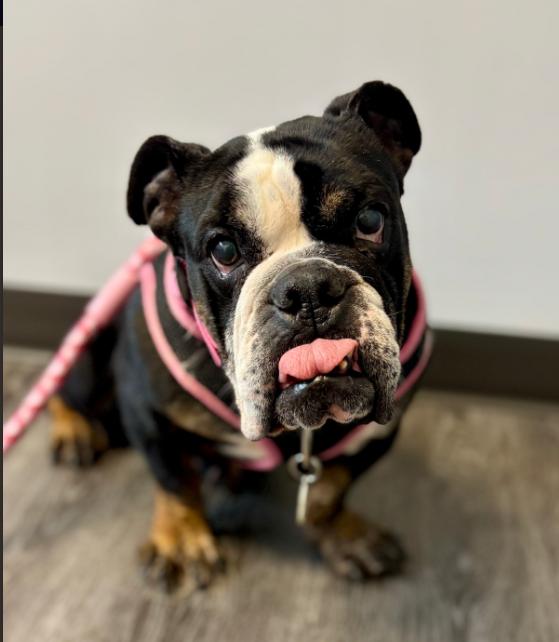 Cookie, a Adoptable English Bulldog in Omaha, NE image 1/3