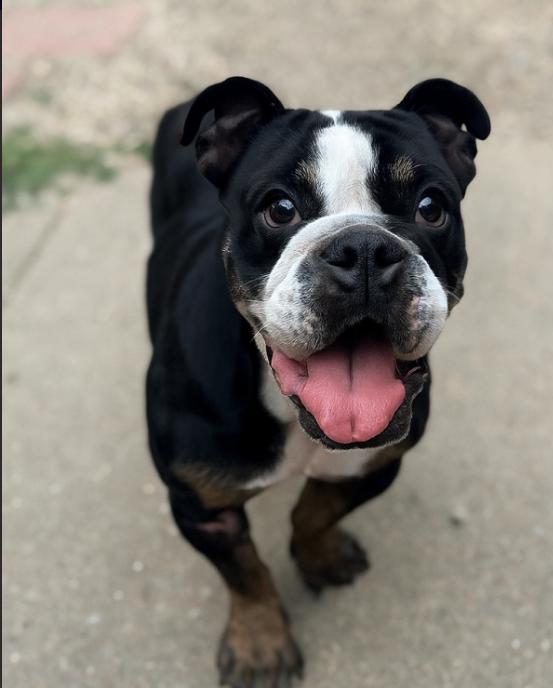 Cookie, a Adoptable English Bulldog in Omaha, NE image 2/3