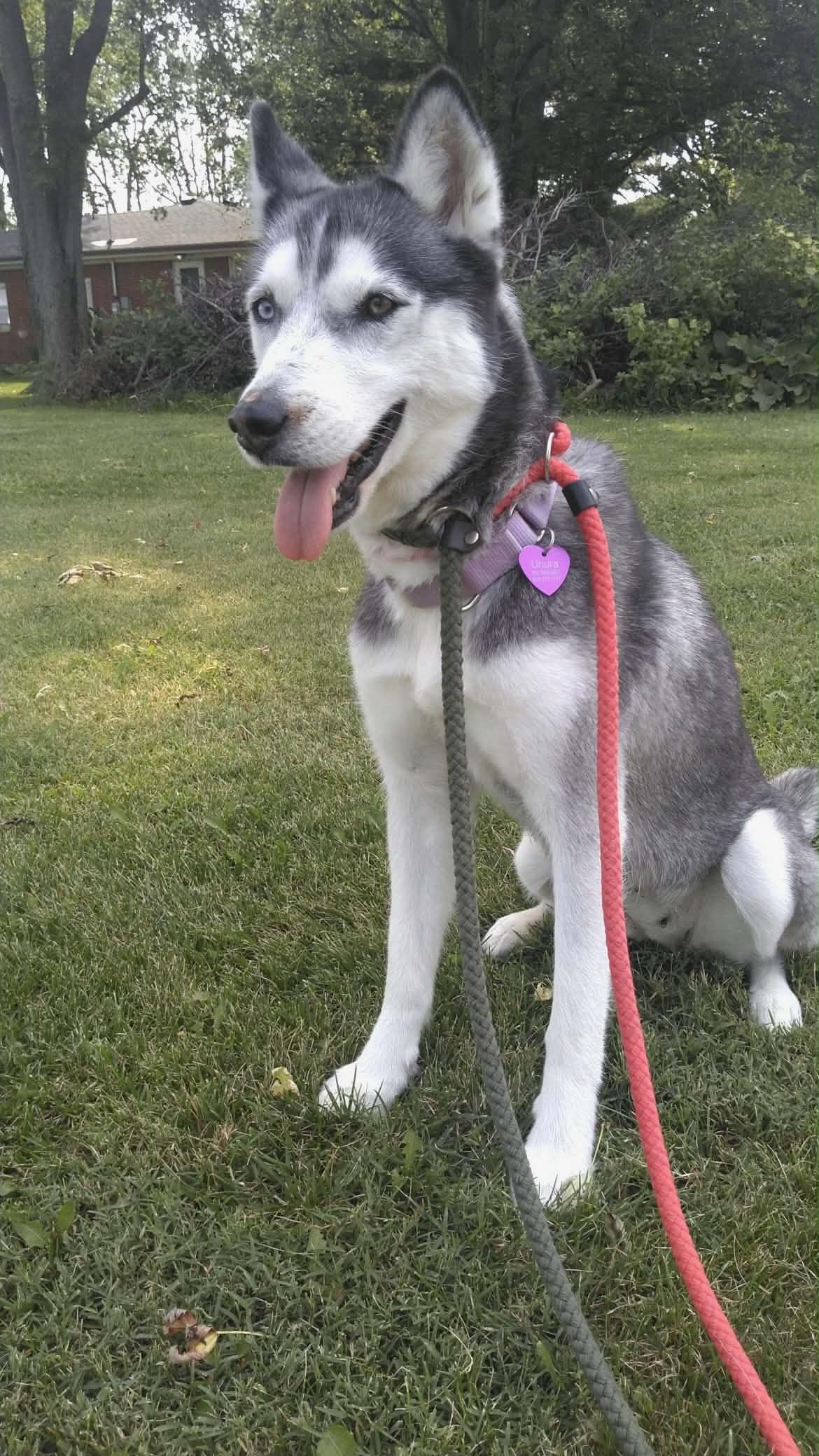Enlarge Uhura, a ADOPTABLE Husky in Greenville, OH image 4/5