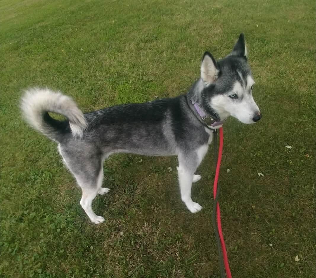 Enlarge Uhura, a ADOPTABLE Husky in Greenville, OH image 2/5