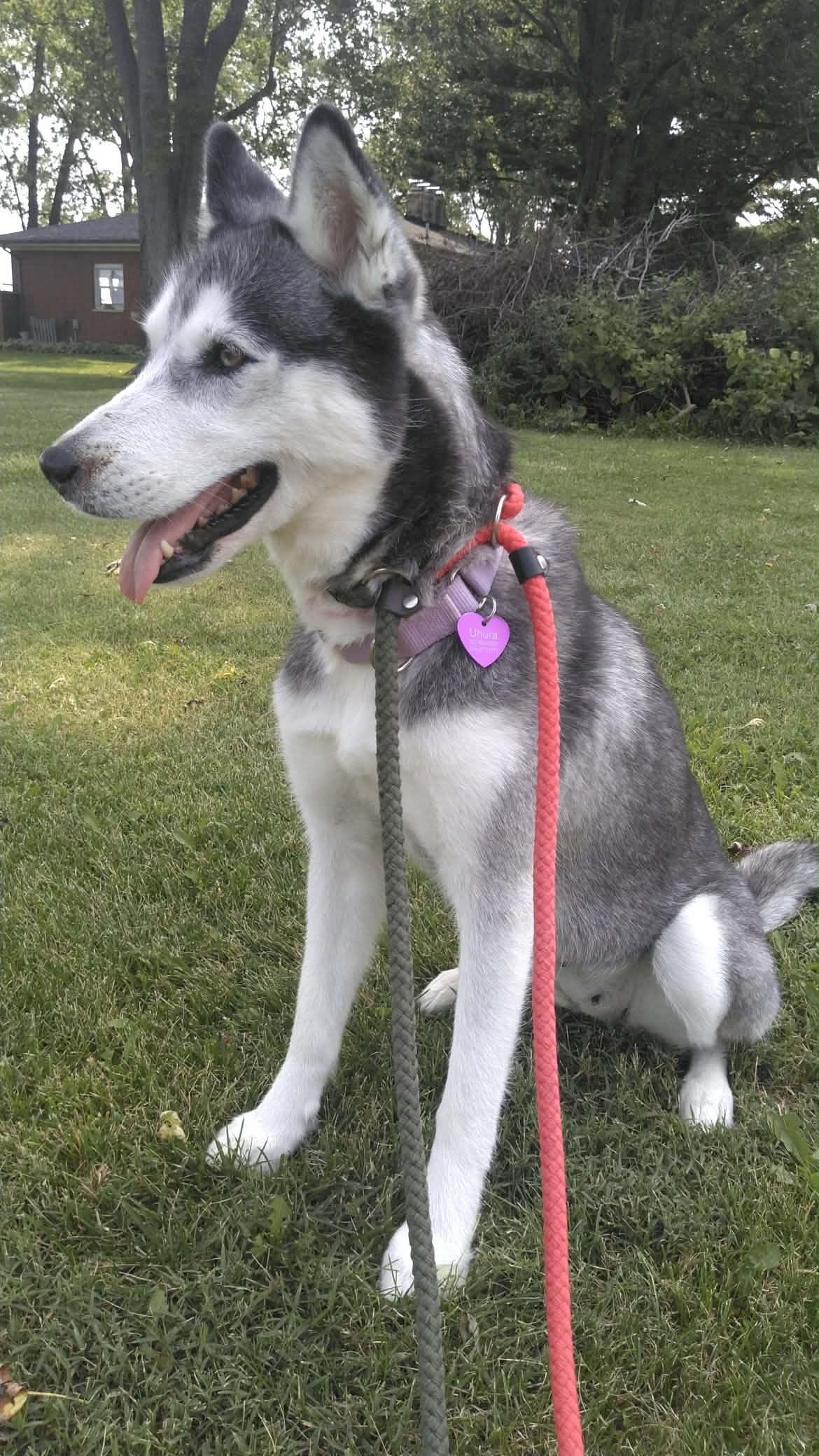 Enlarge Uhura, a ADOPTABLE Husky in Greenville, OH image 5/5