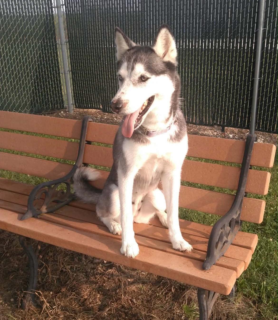 Enlarge Uhura, a ADOPTABLE Husky in Greenville, OH image 3/5