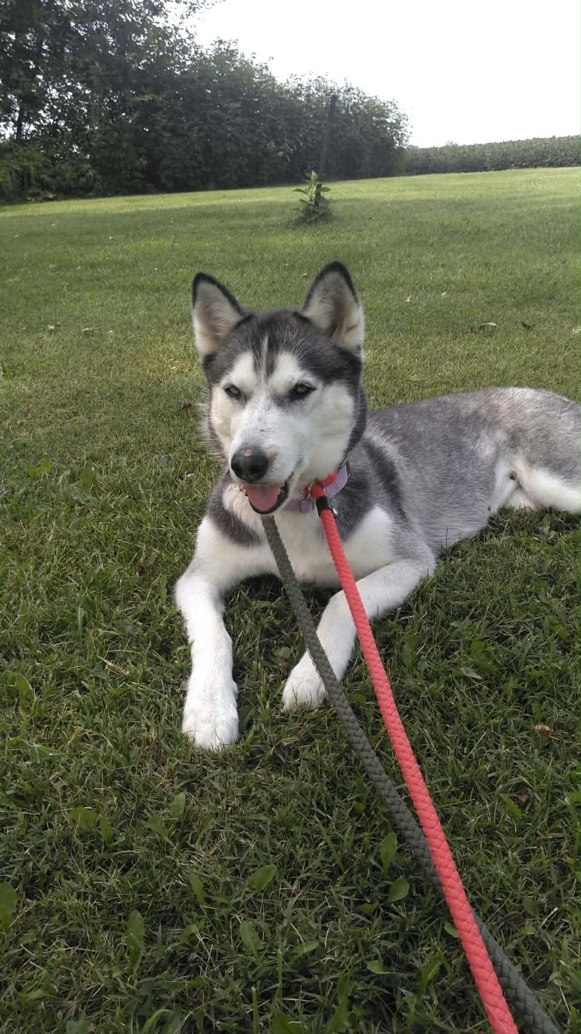 Uhura, ADOPTABLE, Adult Female Husky.