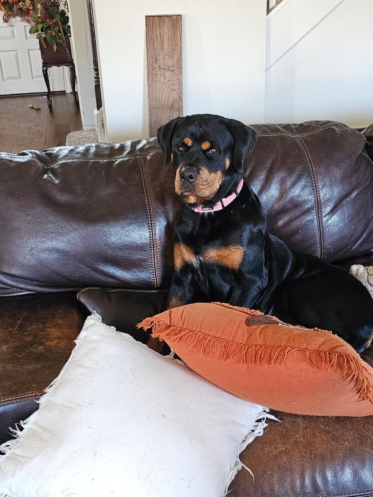 Misha, Adoptable, Young Female Rottweiler.