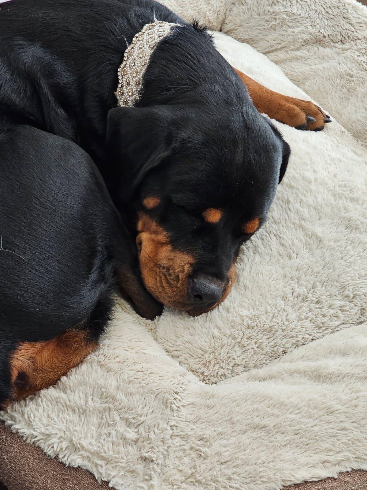 Misha, a Adoptable Rottweiler in Polk, OH image 2/5