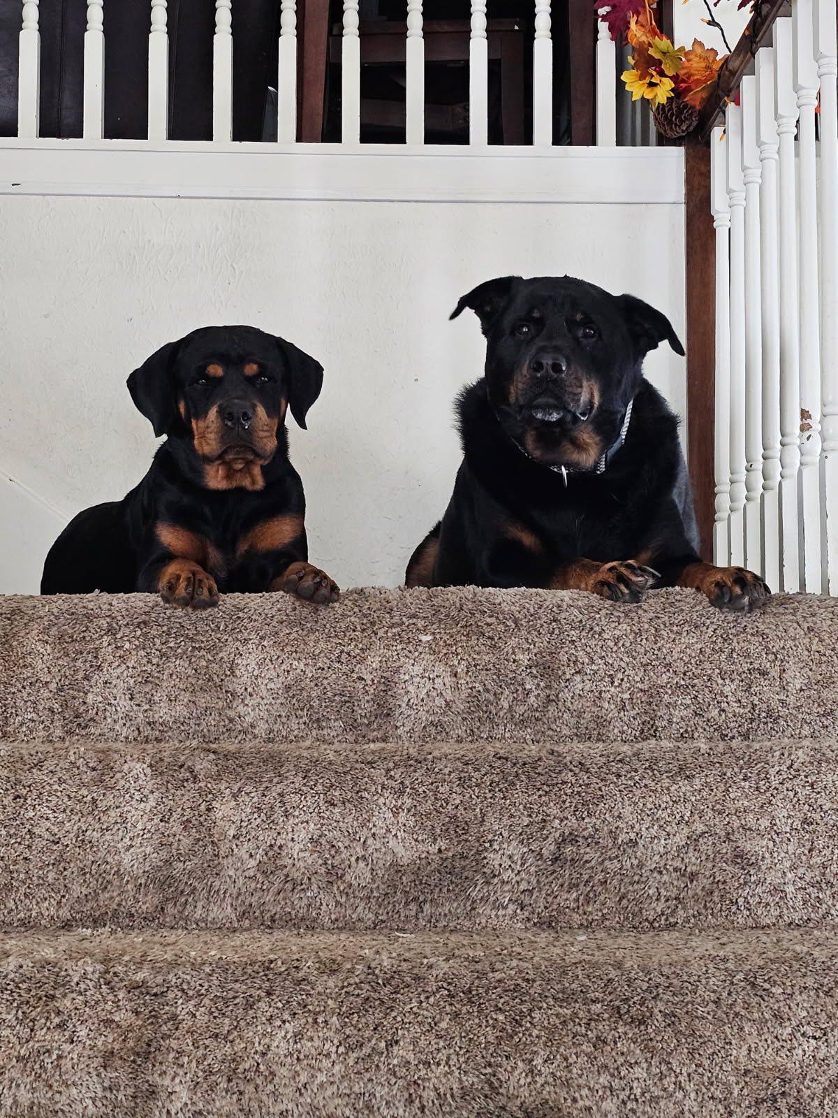 Misha, a Adoptable Rottweiler in Polk, OH image 3/5