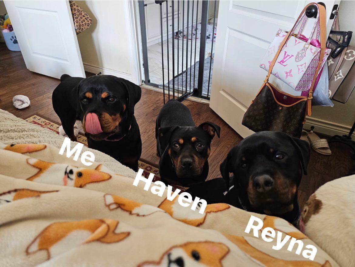 Misha, a Adoptable Rottweiler in Polk, OH image 4/5