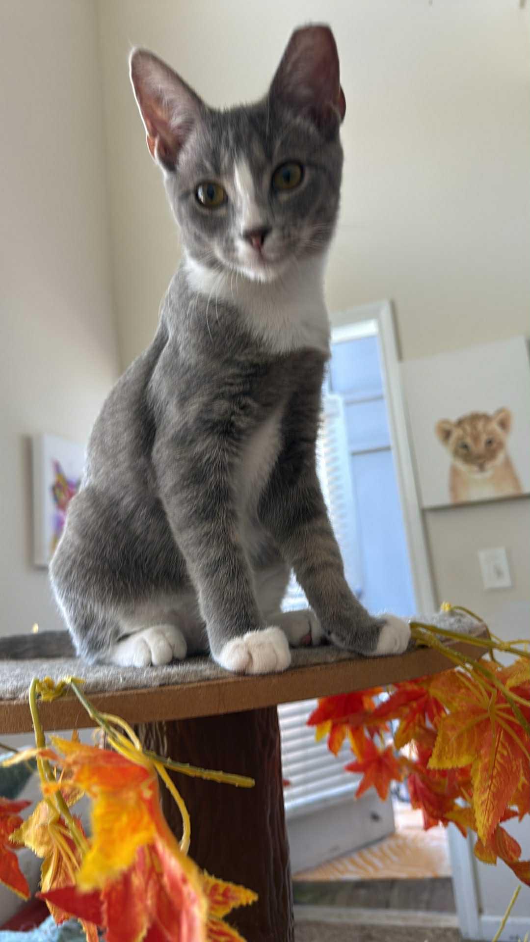 Enlarge Lucy, a Adoptable Domestic Short Hair in Charlotte, NC image 1/1