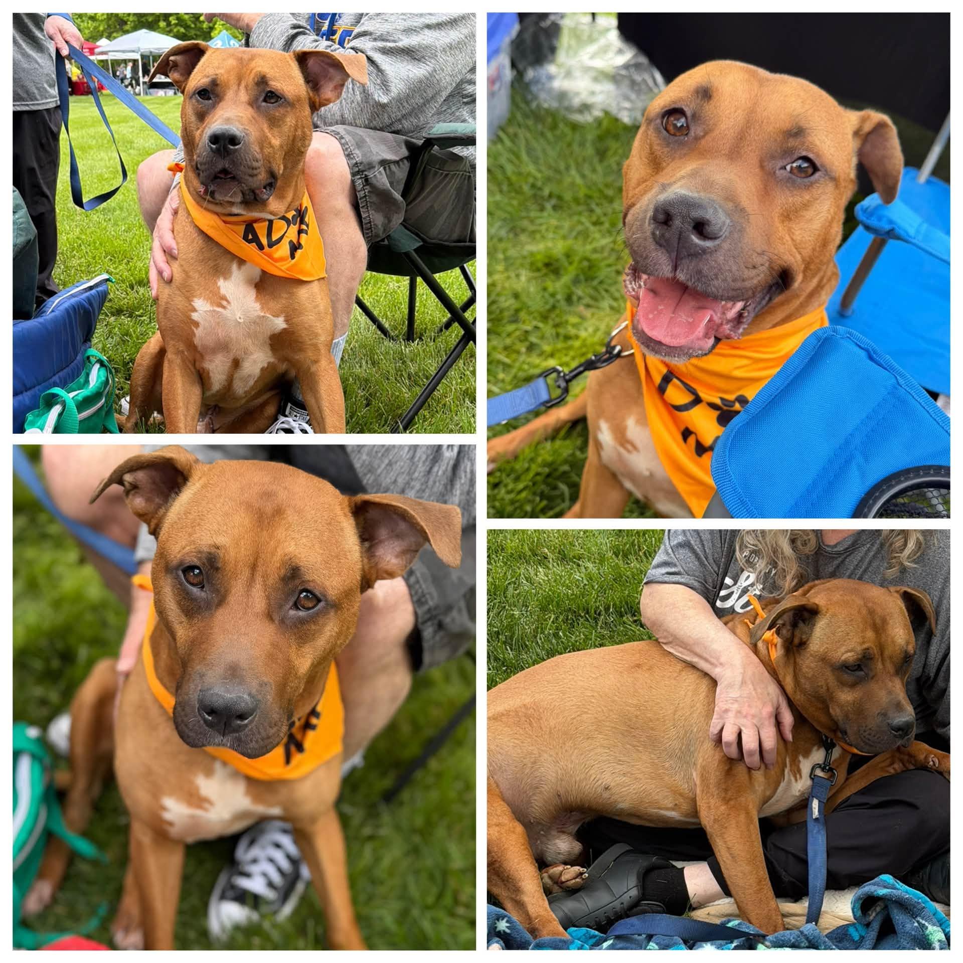 Enzo, ADOPTABLE, Adult Male Boxer.