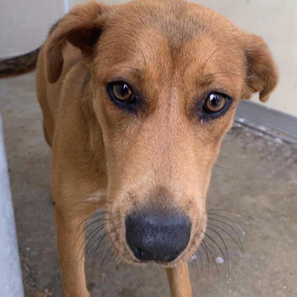 Minnow, Adoptable, Young Female Black Mouth Cur & Mixed Breed.