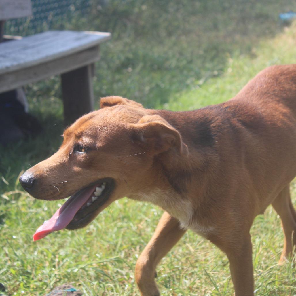 Minnow, a Adoptable mixed breed in Cleveland, MS image 2/5