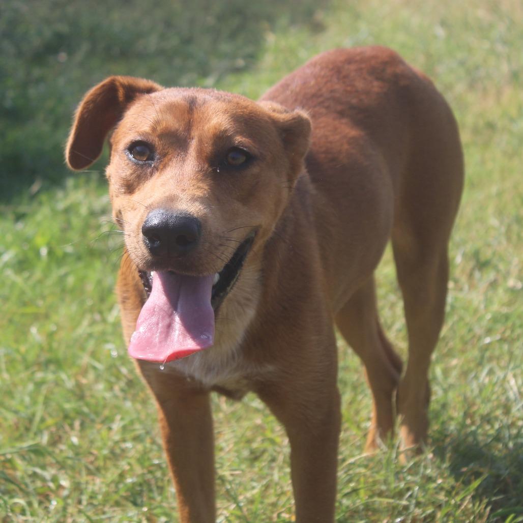 Minnow, a Adoptable mixed breed in Cleveland, MS image 3/5