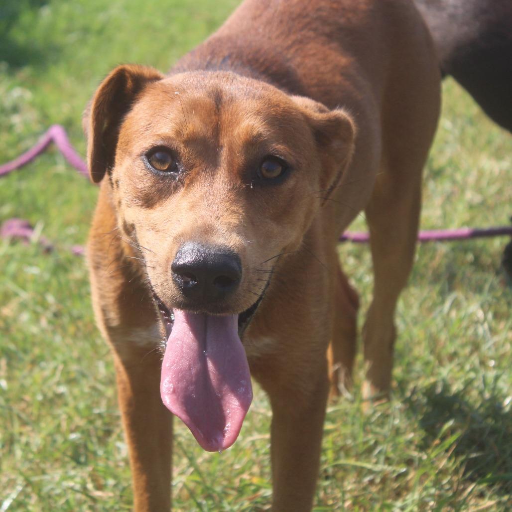 Minnow, a Adoptable mixed breed in Cleveland, MS image 4/5