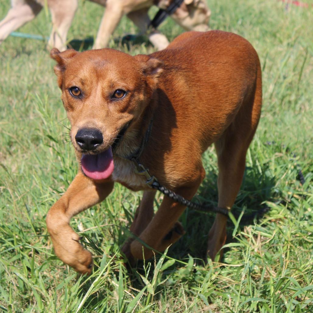 Minnow, a Adoptable mixed breed in Cleveland, MS image 5/5
