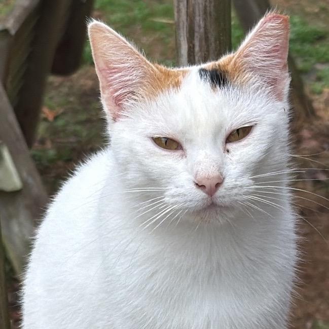 Enlarge Five, a Adoptable Domestic Short Hair in Fayetteville, AR image 1/1