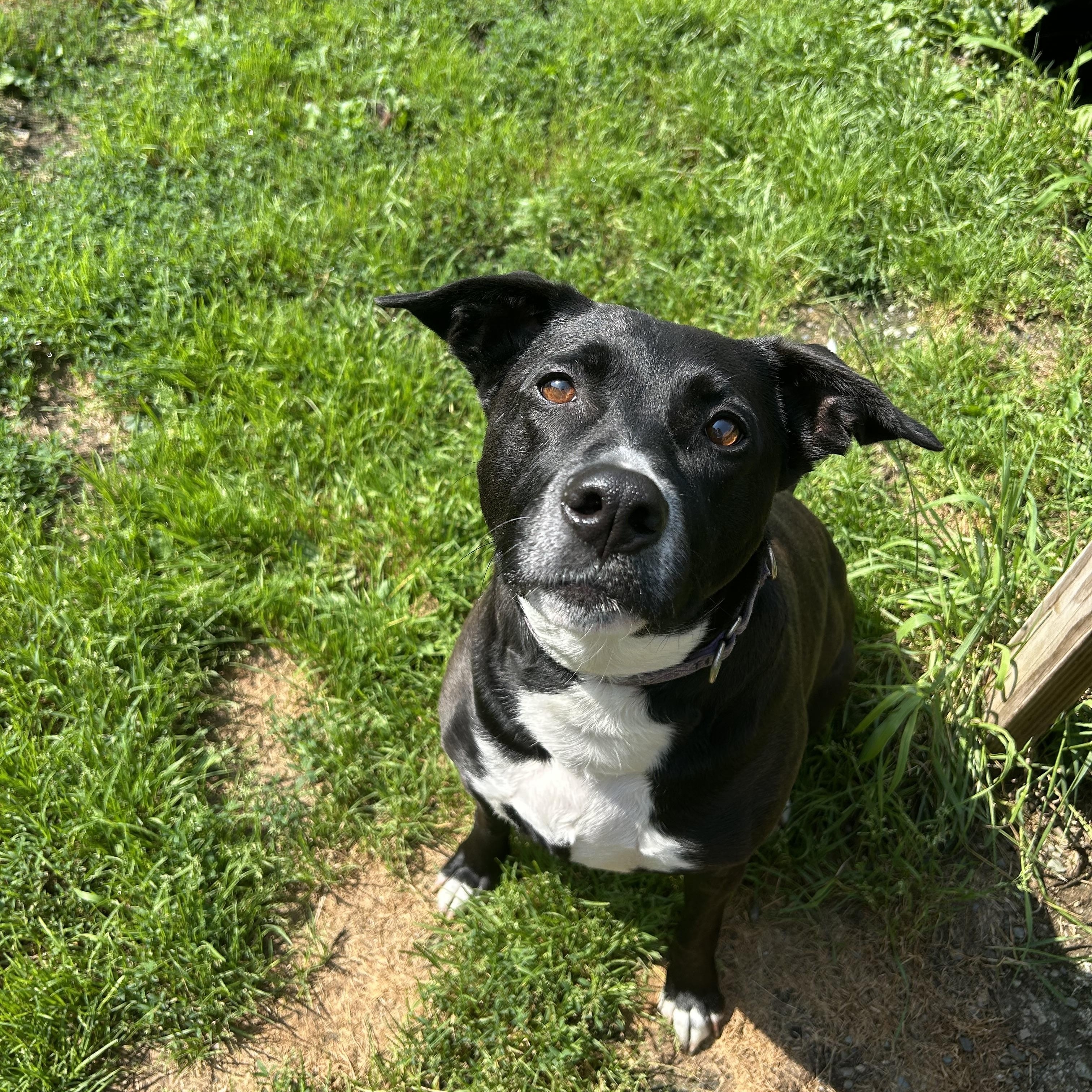 Diva, Adoptable, Adult Female Terrier & Labrador Retriever.