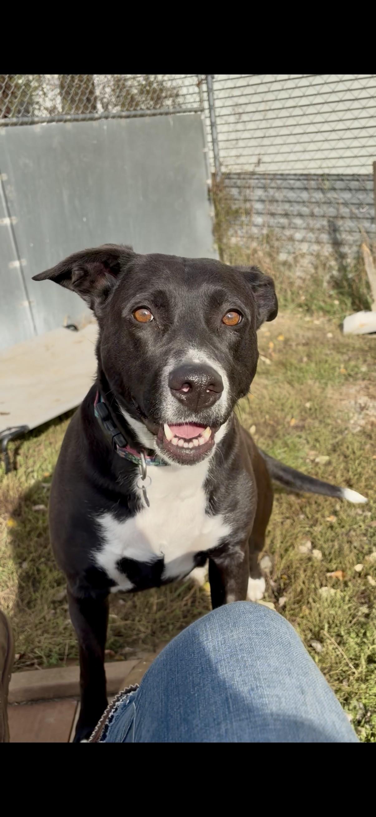 Diva, a Adoptable mixed breed in Orleans, VT image 2/6