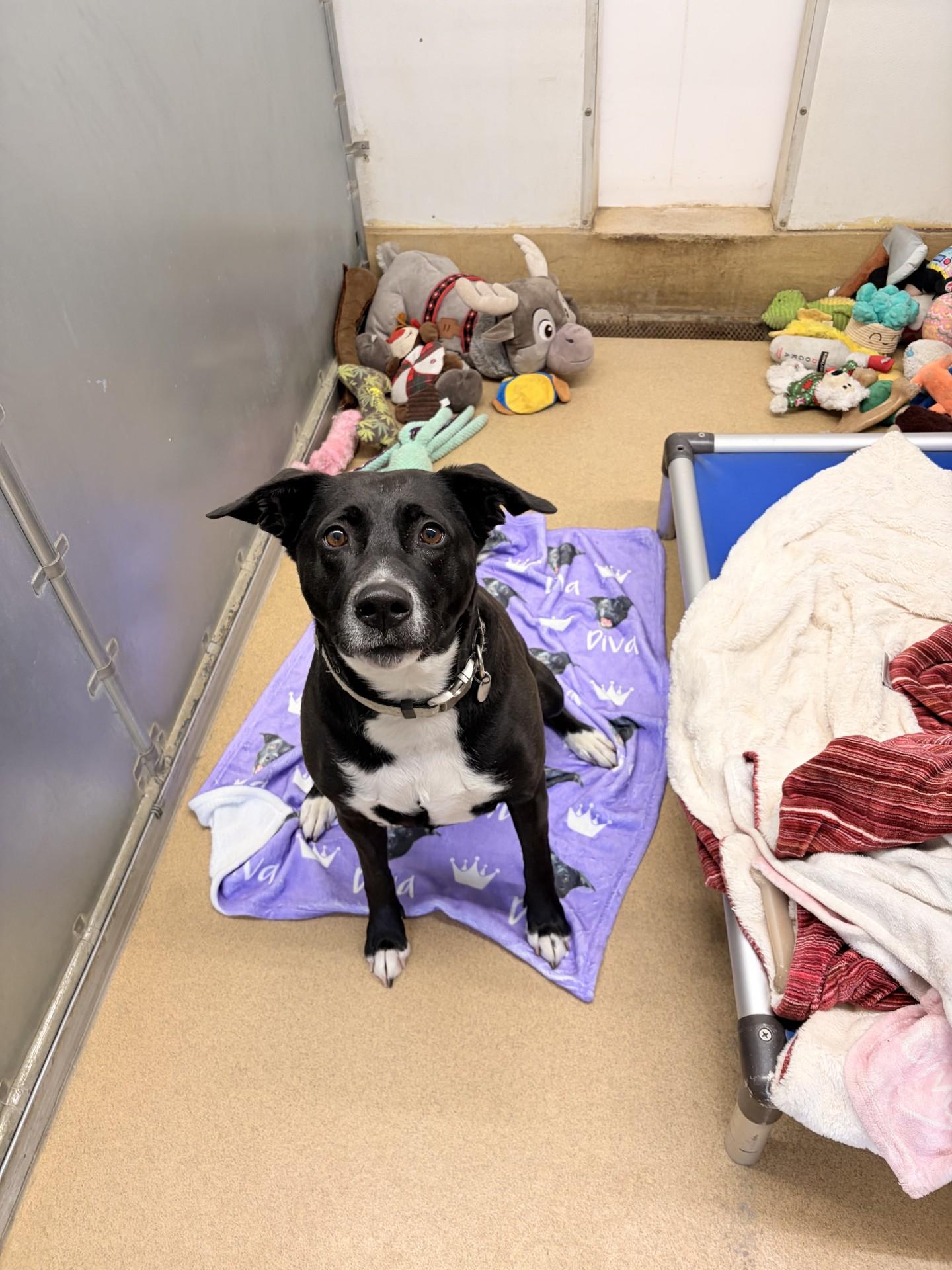 Diva, a Adoptable mixed breed in Orleans, VT image 2/6