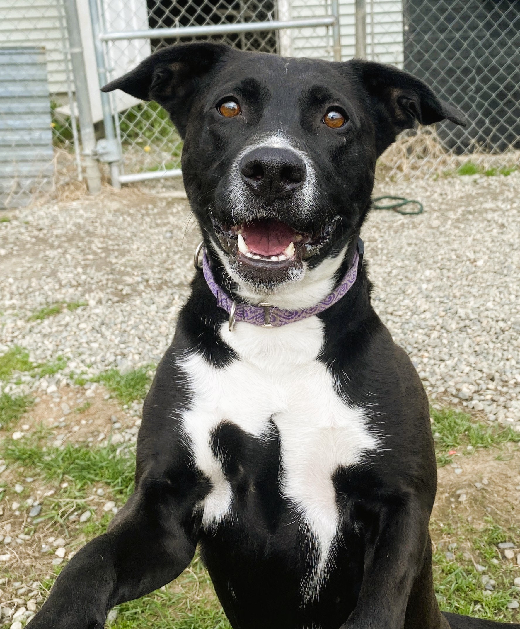 Diva, a Adoptable mixed breed in Orleans, VT image 6/6