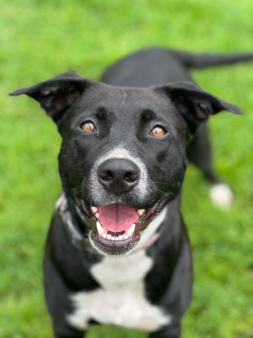 Diva, a Adoptable mixed breed in Orleans, VT image 3/6