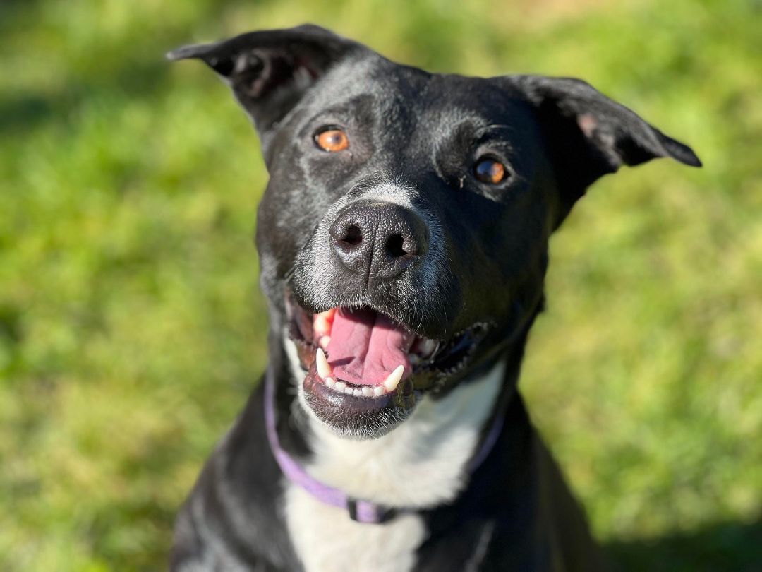 Diva, a Adoptable mixed breed in Orleans, VT image 4/6