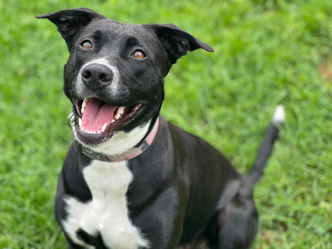 Diva, a Adoptable mixed breed in Orleans, VT image 5/6