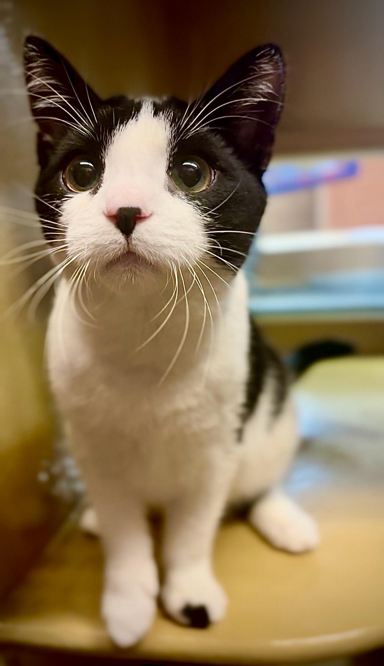 Enlarge Mini Cowgirl, a Adoptable American Shorthair in Highland Park, NJ image 1/3