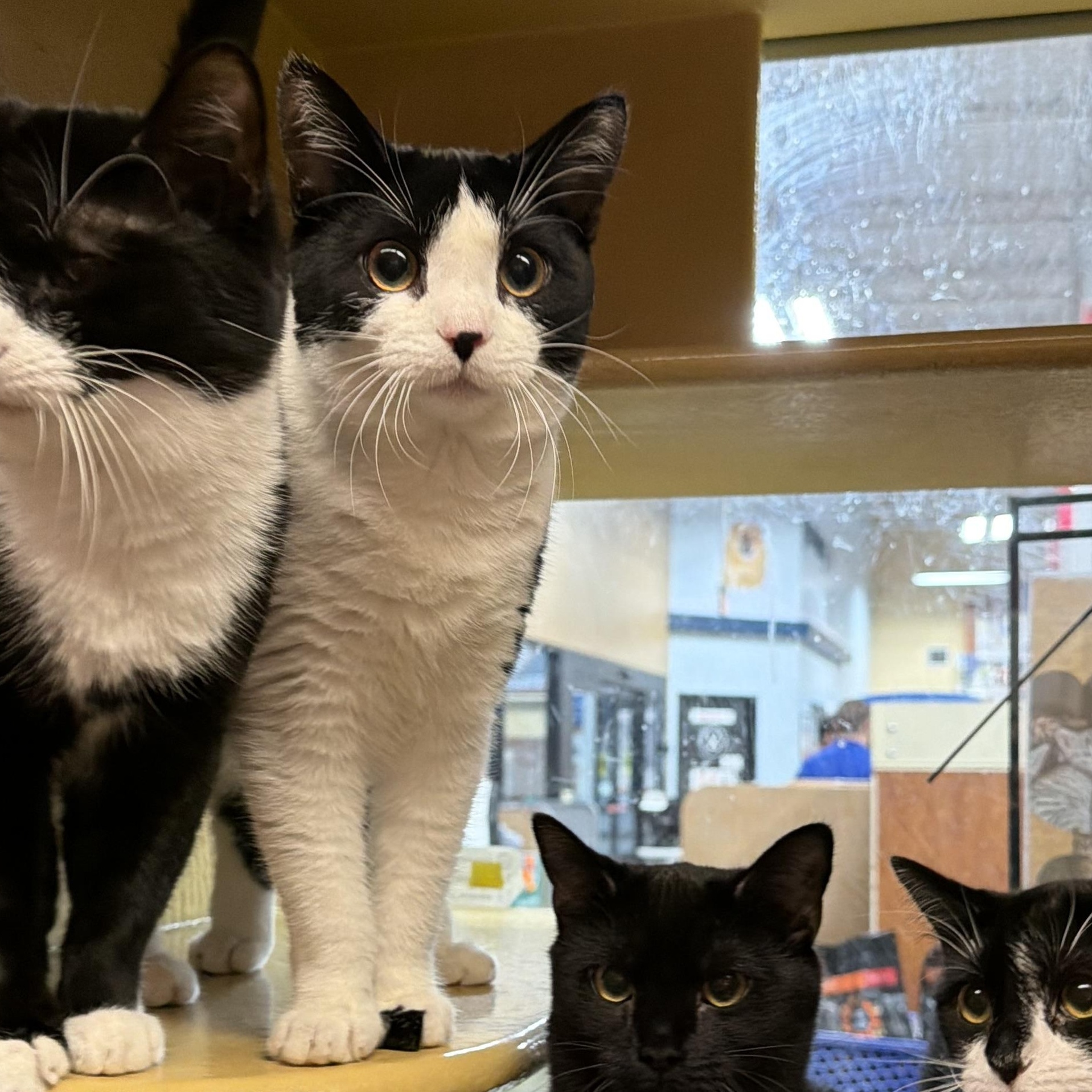 Enlarge Mini Cowgirl, a Adoptable American Shorthair in Highland Park, NJ image 2/3