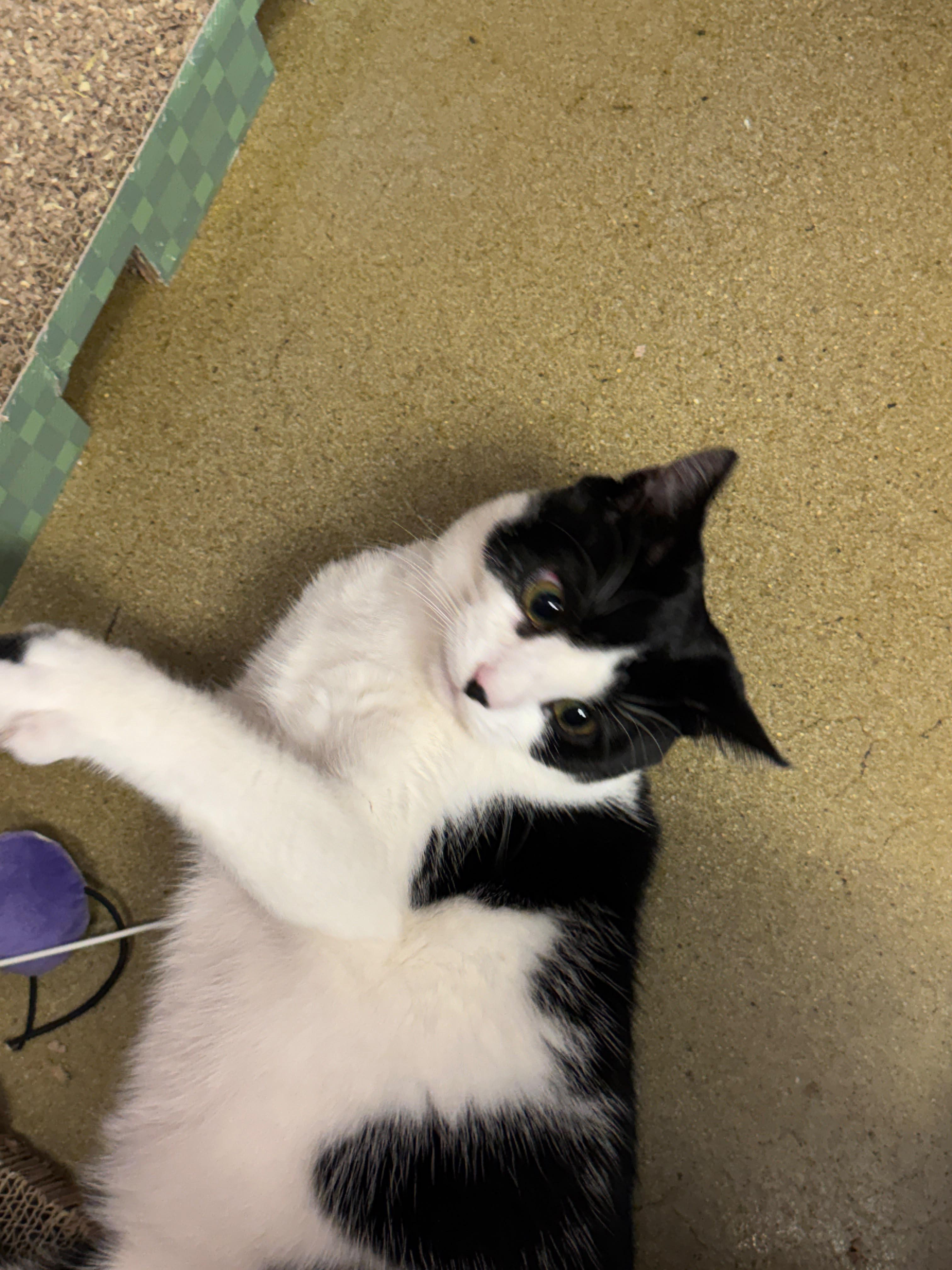 Enlarge Mini Cowgirl, a Adoptable American Shorthair in Highland Park, NJ image 3/3