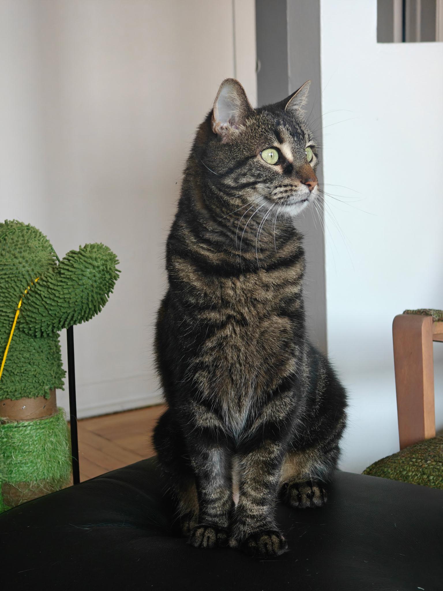 Lilia, a Adoptable Domestic Short Hair in Montreal, QC image 3/5