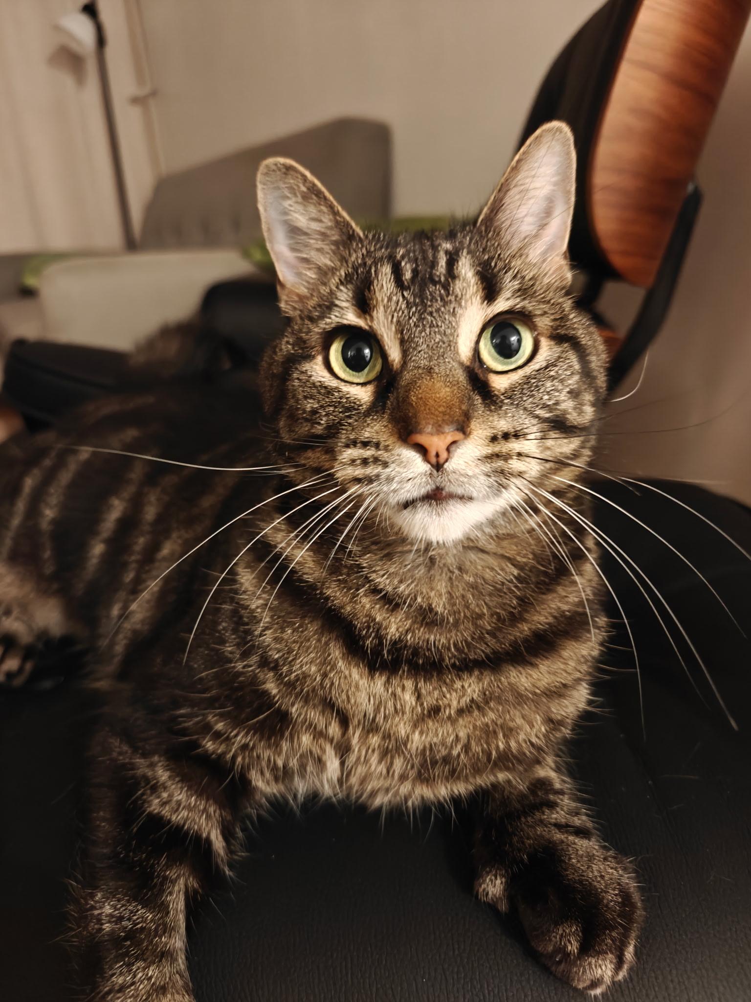 Lilia, a Adoptable Domestic Short Hair in Montreal, QC image 1/5