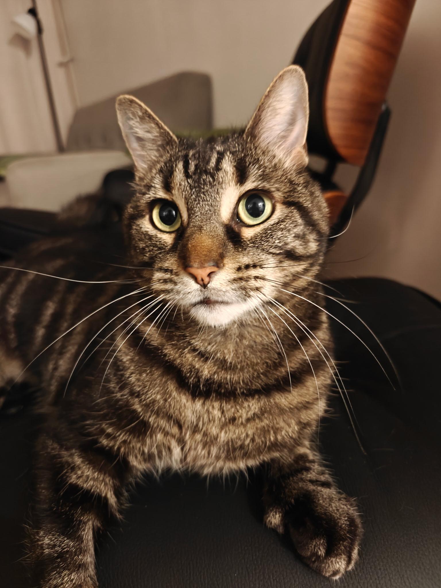 Lilia, a Adoptable Domestic Short Hair in Montreal, QC image 4/5