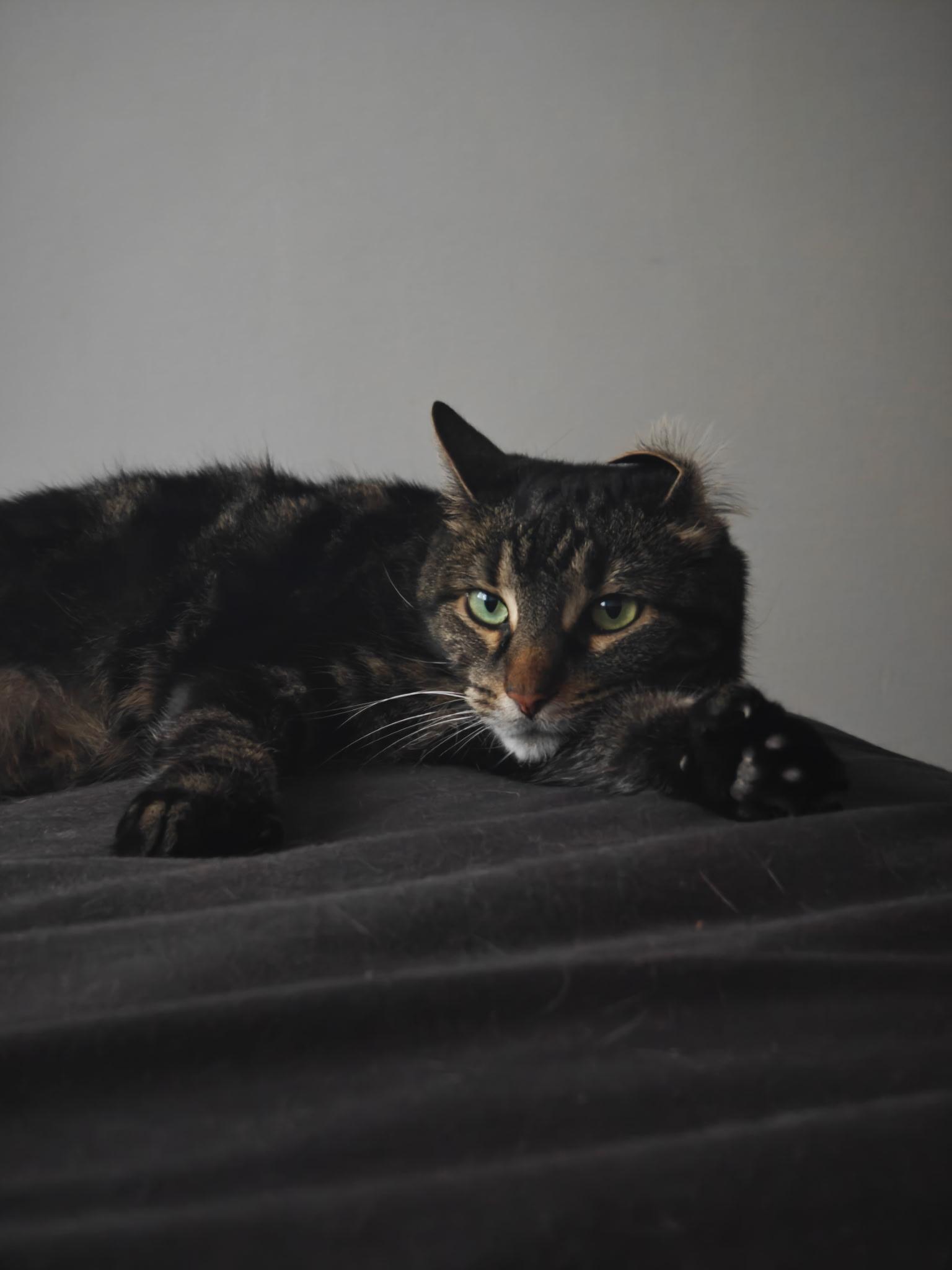 Lilia, a Adoptable Domestic Short Hair in Montreal, QC image 5/5