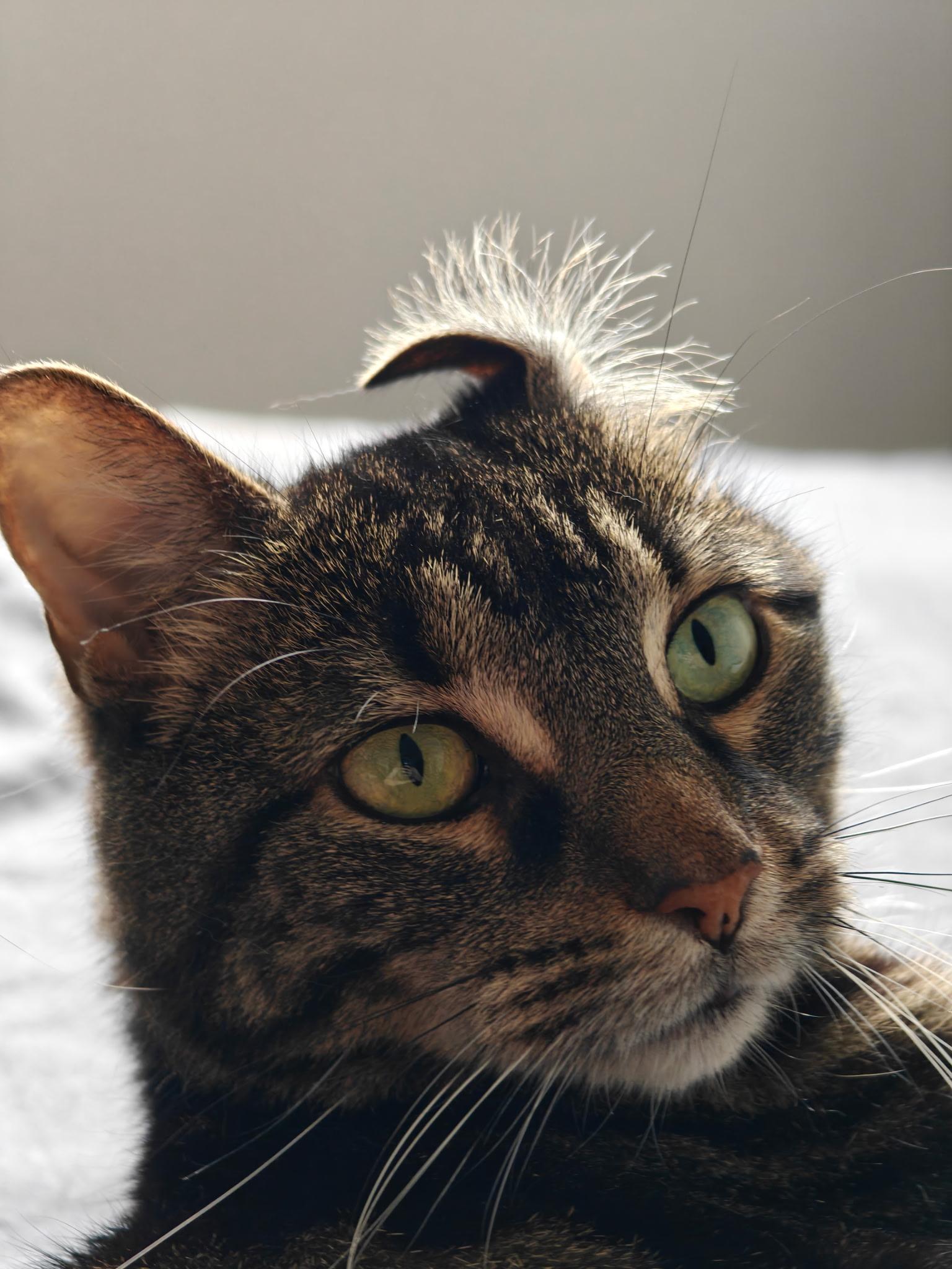 Lilia, a Adoptable Domestic Short Hair in Montreal, QC image 2/5