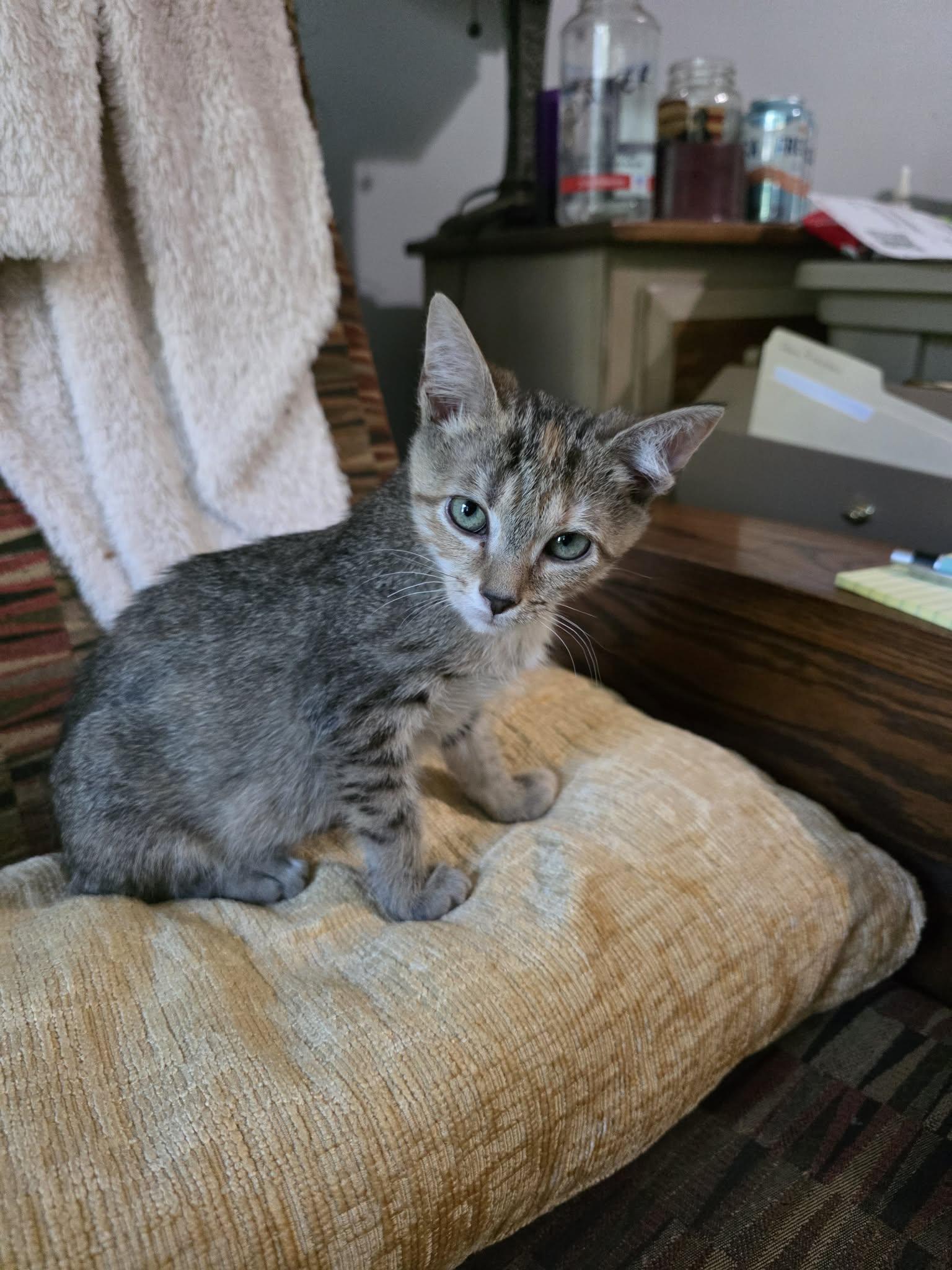 Enlarge Mary Jane, a Adoptable Domestic Short Hair in Morganton, NC image 3/3