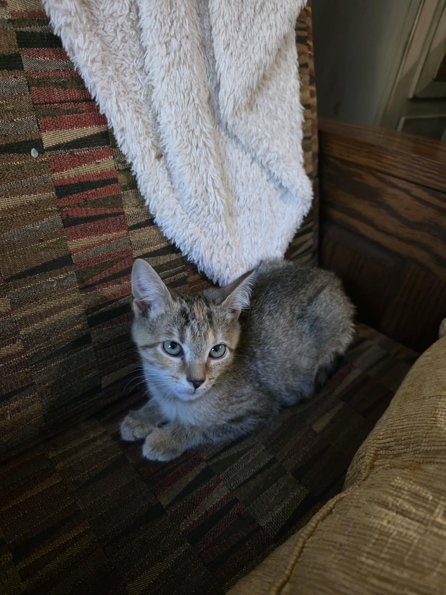 Mary Jane, Adoptable, Young Female Domestic Short Hair.
